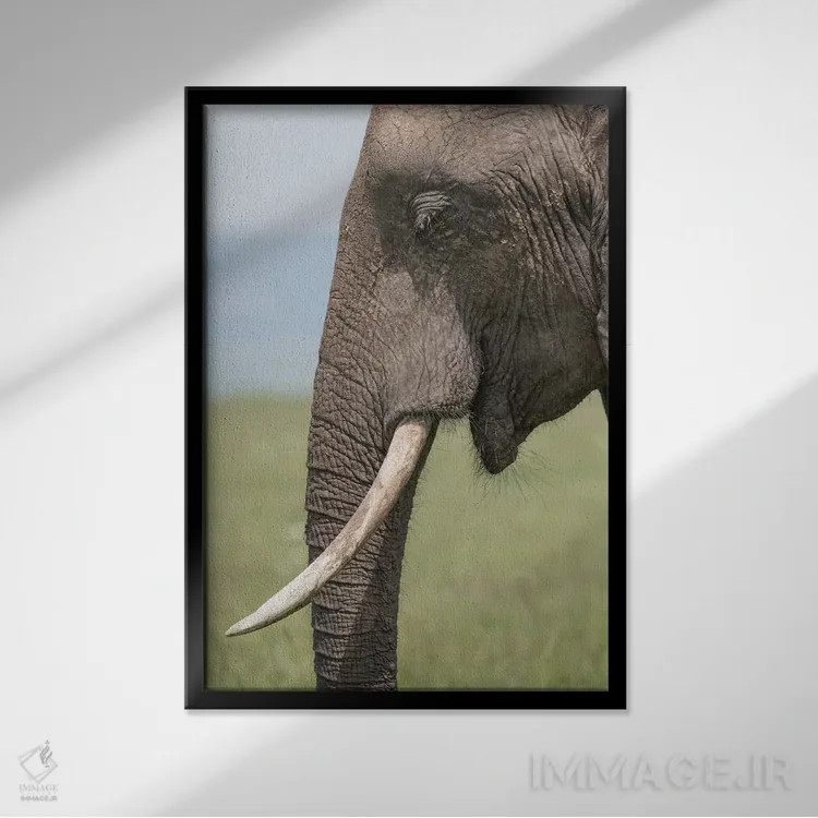 تابلو دکوراتیو Kenya, Maasai Mara National Reserve. Close-up of elephant he… اثر جینز گالری - نمای قابدار مشکی