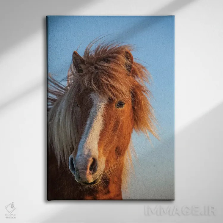 تابلو دکوراتیو ایسلند. اسب ایسلندی در نور غروب II اثر جینز گالری - نمای روبهرو روی دیوار