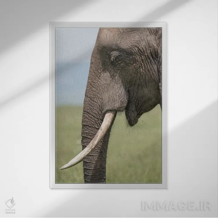 تابلو دکوراتیو Kenya, Maasai Mara National Reserve. Close-up of elephant he… اثر جینز گالری - نمای قابدار سفید