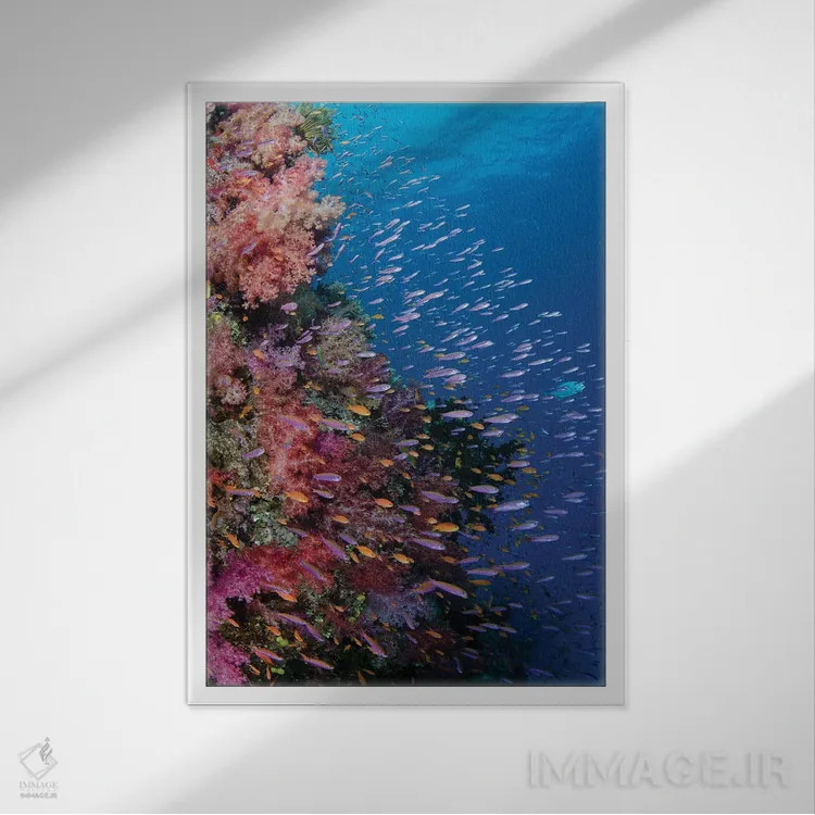 تابلو دکوراتیو فیجی. صخره مرجانی با آنتیاس III اثر جینز گالری - نمای قابدار سفید