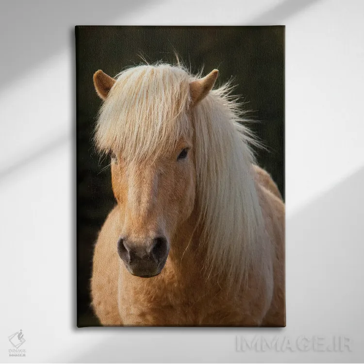 تابلو دکوراتیو ایسلند. اسب ایسلندی در نور غروب IV اثر جینز گالری - نمای روبهرو روی دیوار