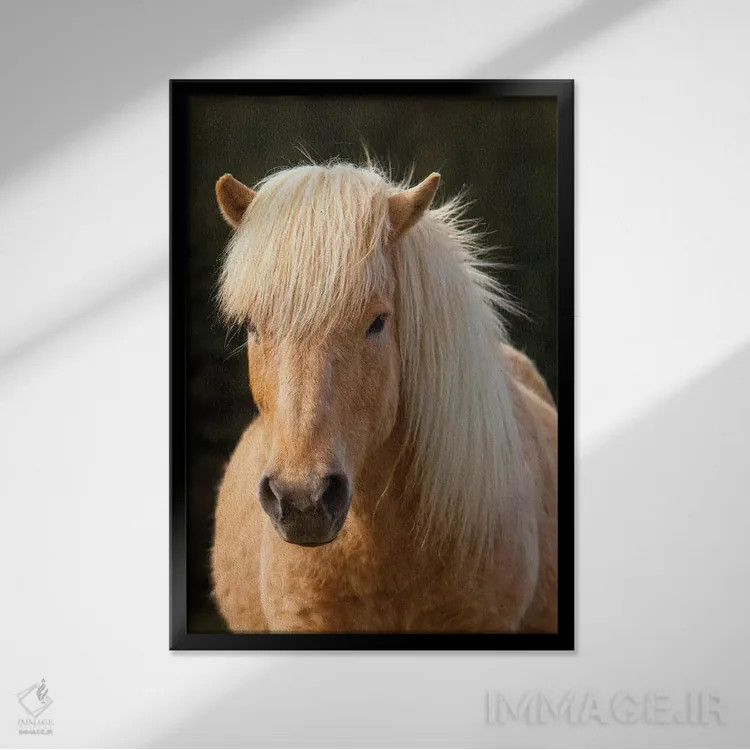 تابلو دکوراتیو ایسلند. اسب ایسلندی در نور غروب IV اثر جینز گالری - نمای قابدار مشکی