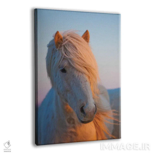 تابلو دکوراتیو ایسلند. اسب ایسلندی در نور غروب V اثر جینز گالری - نمای پرسپکتیو محصول