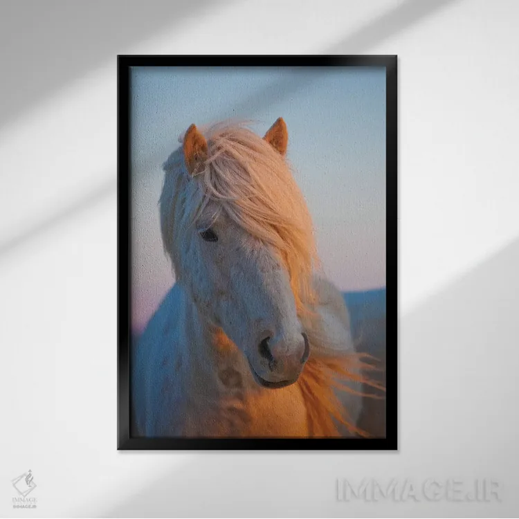 تابلو دکوراتیو ایسلند. اسب ایسلندی در نور غروب V اثر جینز گالری - نمای قابدار مشکی