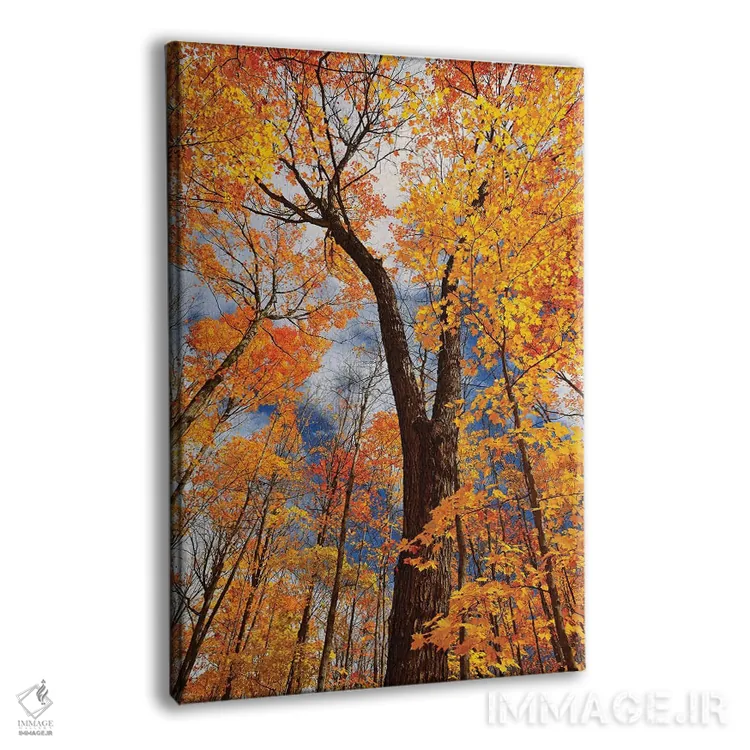 تابلو دکوراتیو Ontario, Fairbank Provincial Park. Sugar maple trees in autu… اثر جینز گالری - نمای پرسپکتیو محصول