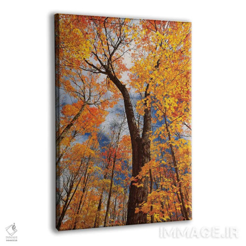 تابلو دکوراتیو Ontario, Fairbank Provincial Park. Sugar maple trees in autu… اثر جینز گالری - نمای پرسپکتیو محصول