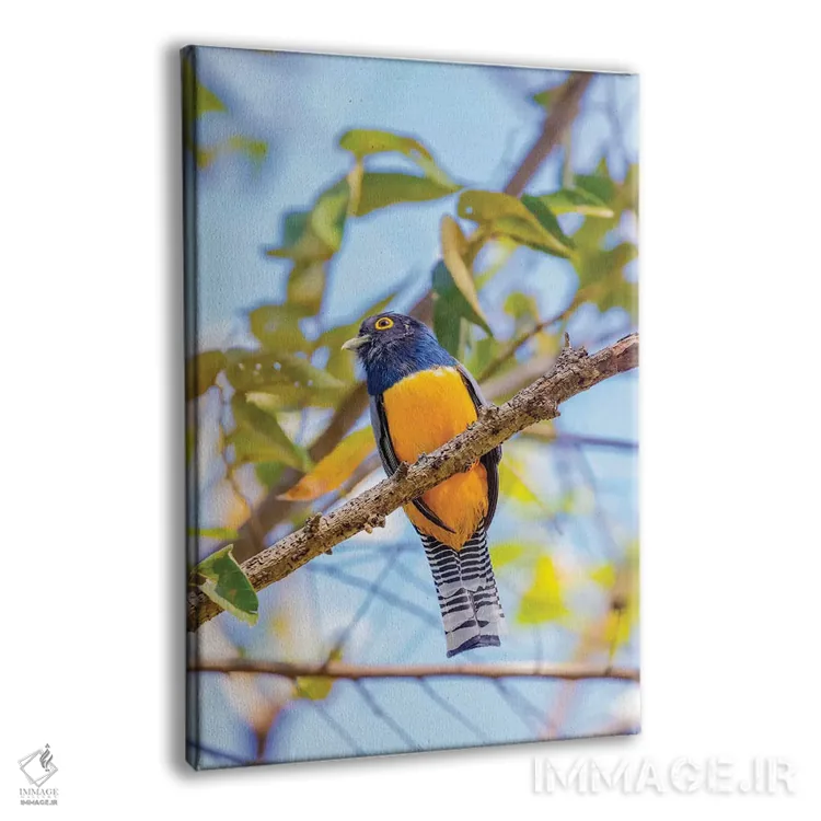 تابلو دکوراتیو Costa Rica. Male gartered trogon.,آمریکای مرکزی، کاستاریکا.… اثر جینز گالری - نمای پرسپکتیو محصول