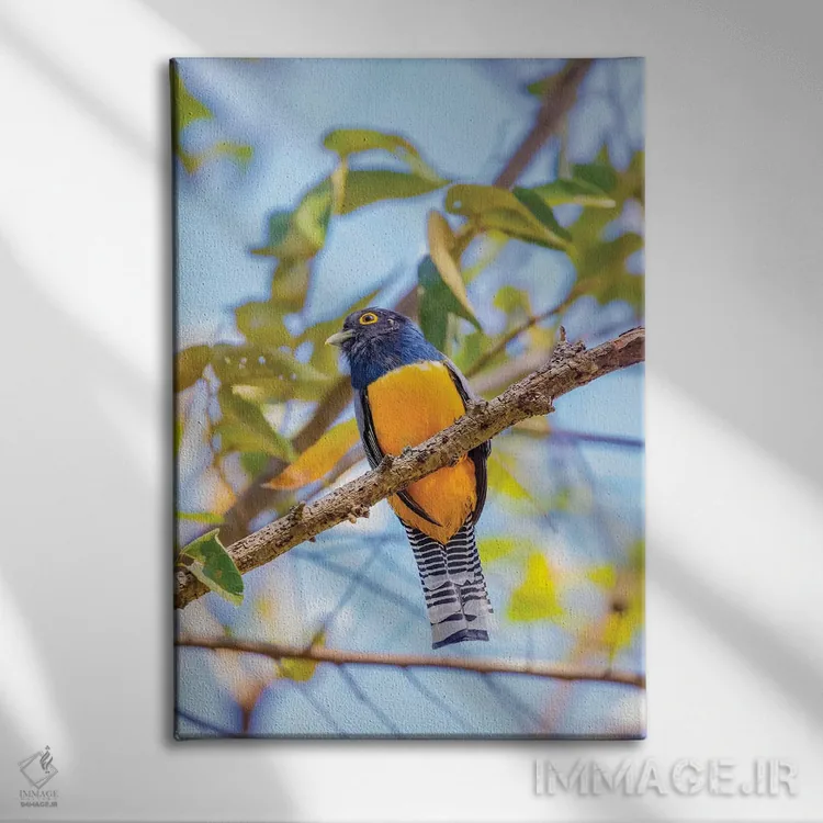 تابلو دکوراتیو Costa Rica. Male gartered trogon.,آمریکای مرکزی، کاستاریکا.… اثر جینز گالری - نمای روبهرو روی دیوار