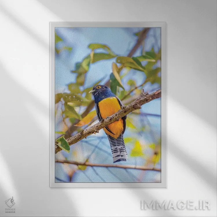 تابلو دکوراتیو Costa Rica. Male gartered trogon.,آمریکای مرکزی، کاستاریکا.… اثر جینز گالری - نمای قابدار سفید