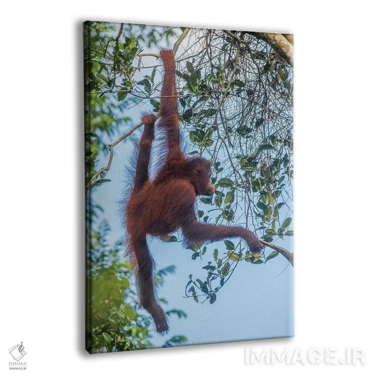 تابلو دکوراتیو Borneo, Kalimantan. Female orangutan at Tanjung Puting Natio… اثر جینز گالری - نمای پرسپکتیو محصول