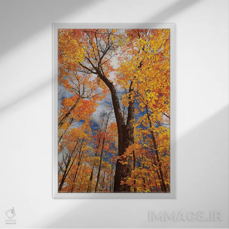 تابلو دکوراتیو Ontario, Fairbank Provincial Park. Sugar maple trees in autu… اثر جینز گالری - نمای قابدار سفید