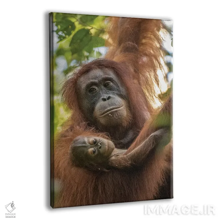 تابلو دکوراتیو Borneo, Kalimantan. Female orangutan with baby at Tanjung Pu… اثر جینز گالری - نمای پرسپکتیو محصول
