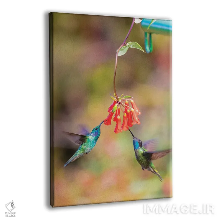 تابلو دکوراتیو Costa Rica. Male hummingbirds feeding.,آمریکای مرکزی، کاستار… اثر جینز گالری - نمای پرسپکتیو محصول
