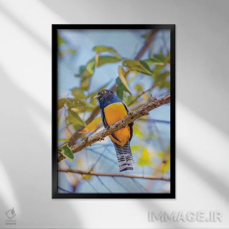 تابلو دکوراتیو Costa Rica. Male gartered trogon.,آمریکای مرکزی، کاستاریکا.… اثر جینز گالری - نمای قابدار مشکی