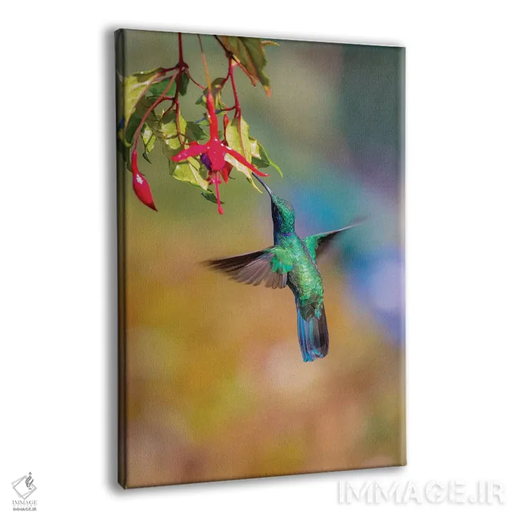 تابلو دکوراتیو Costa Rica. Male lesser violetear hummingbird feeding.,آمریک… اثر جینز گالری - نمای پرسپکتیو محصول