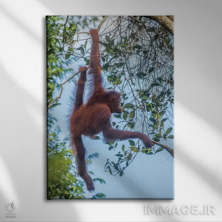تابلو دکوراتیو Borneo, Kalimantan. Female orangutan at Tanjung Puting Natio… اثر جینز گالری - نمای روبهرو روی دیوار