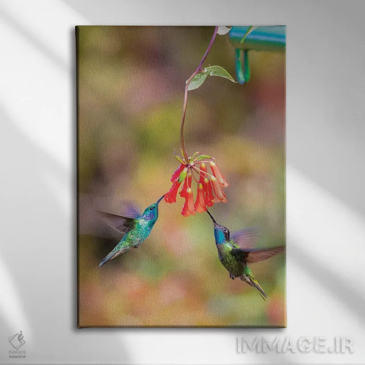 تابلو دکوراتیو Costa Rica. Male hummingbirds feeding.,آمریکای مرکزی، کاستار… اثر جینز گالری - نمای روبهرو روی دیوار