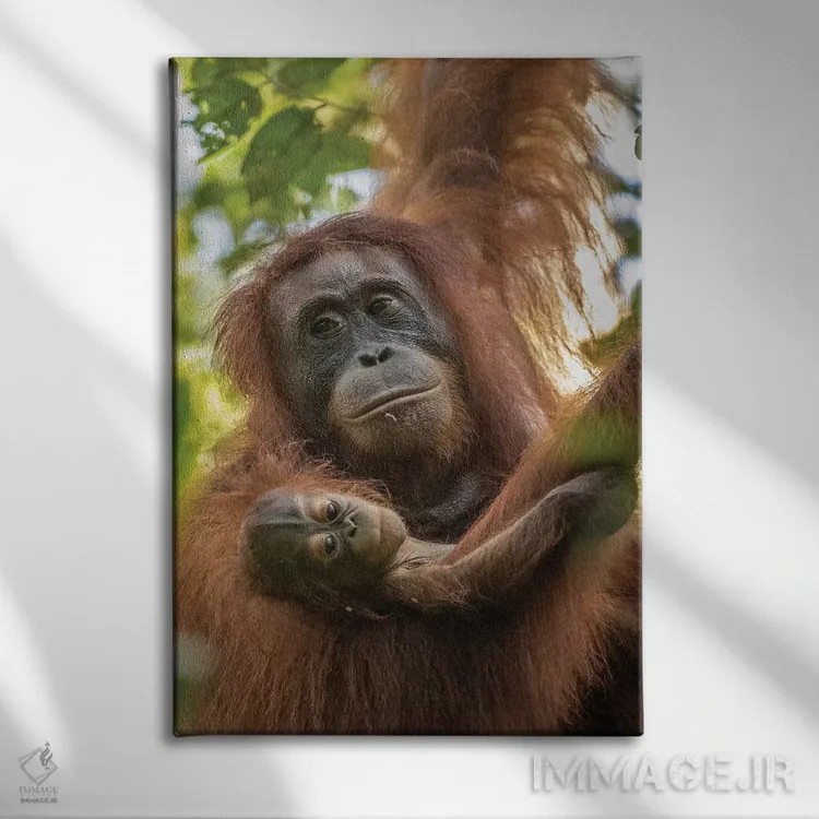 تابلو دکوراتیو Borneo, Kalimantan. Female orangutan with baby at Tanjung Pu… اثر جینز گالری - نمای روبهرو روی دیوار