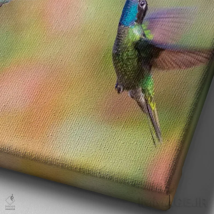 تابلو دکوراتیو Costa Rica. Male hummingbirds feeding.,آمریکای مرکزی، کاستار… اثر جینز گالری - نمای نزدیک بافت بوم