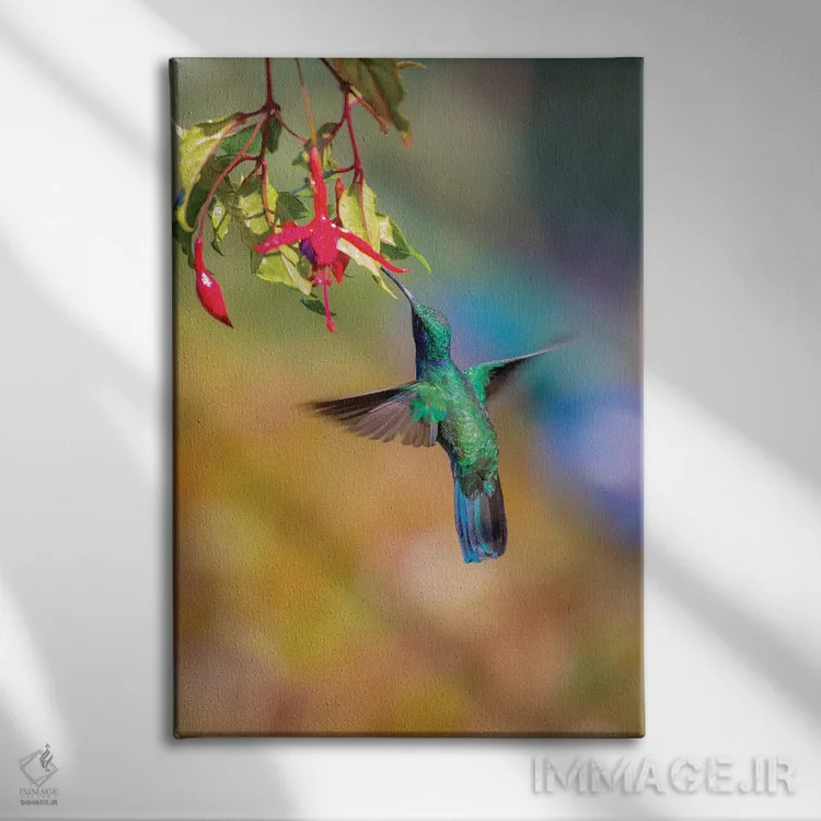 تابلو دکوراتیو Costa Rica. Male lesser violetear hummingbird feeding.,آمریک… اثر جینز گالری - نمای روبهرو روی دیوار