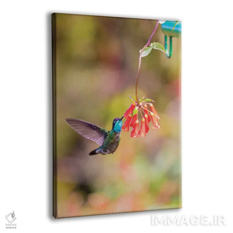 تابلو دکوراتیو Costa Rica. Male talamanca hummingbird feeding.,آمریکای مرکز… اثر جینز گالری - نمای پرسپکتیو محصول