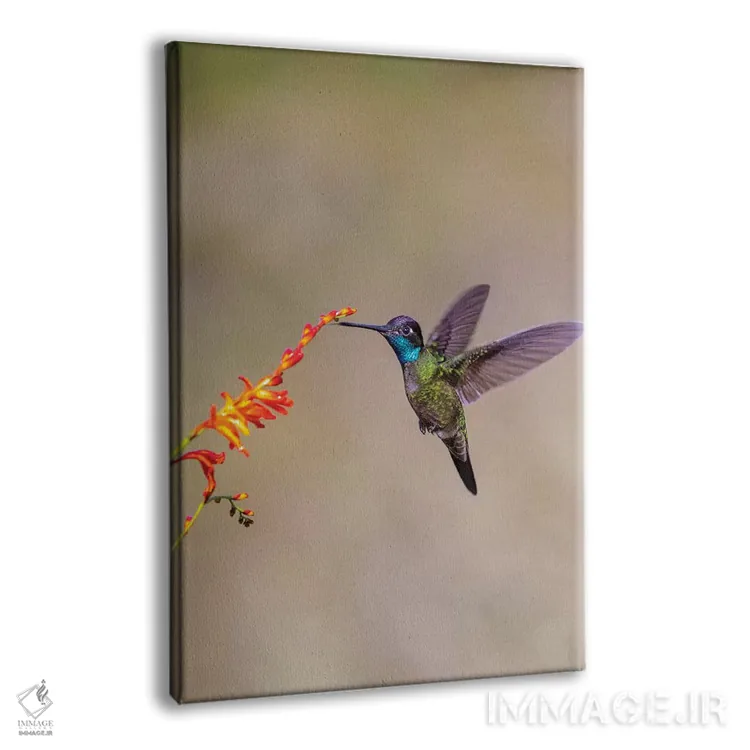 تابلو دکوراتیو Costa Rica. Male talamanca hummingbird feeding.,آمریکای مرکز… اثر جینز گالری - نمای پرسپکتیو محصول