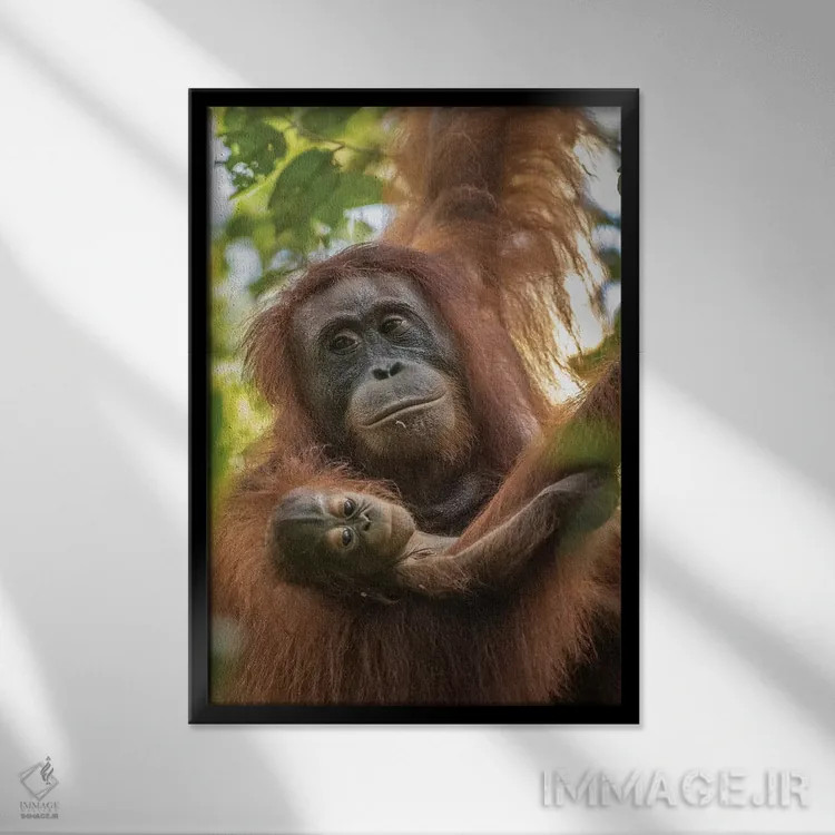 تابلو دکوراتیو Borneo, Kalimantan. Female orangutan with baby at Tanjung Pu… اثر جینز گالری - نمای قابدار مشکی