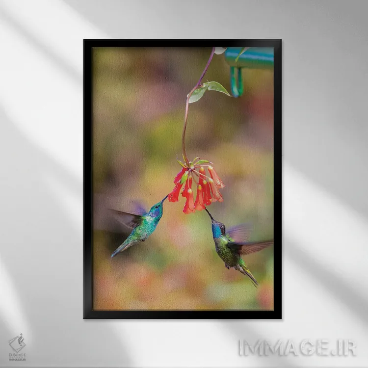 تابلو دکوراتیو Costa Rica. Male hummingbirds feeding.,آمریکای مرکزی، کاستار… اثر جینز گالری - نمای قابدار مشکی