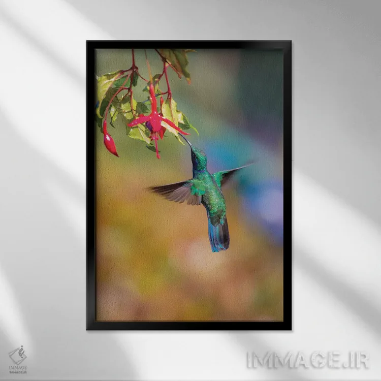 تابلو دکوراتیو Costa Rica. Male lesser violetear hummingbird feeding.,آمریک… اثر جینز گالری - نمای قابدار مشکی