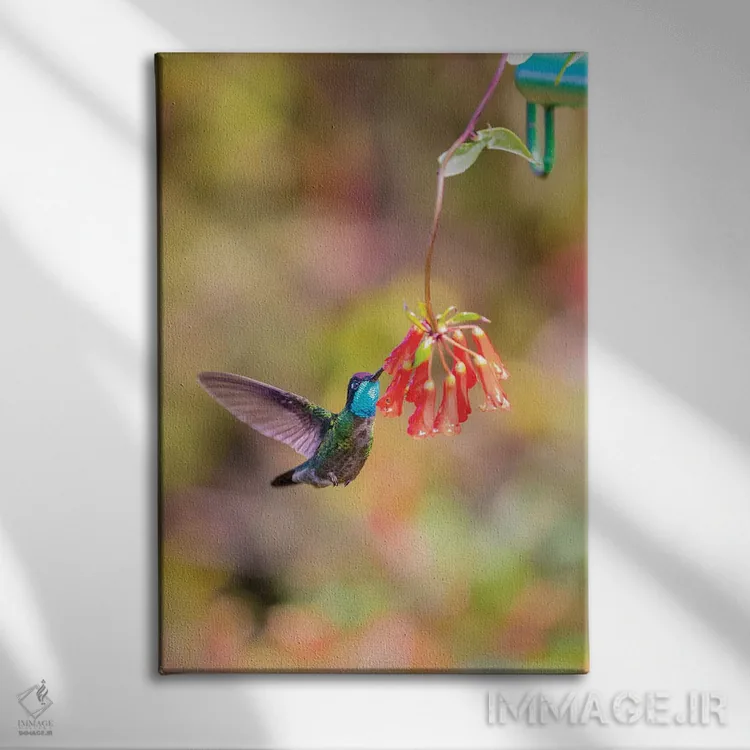 تابلو دکوراتیو Costa Rica. Male talamanca hummingbird feeding.,آمریکای مرکز… اثر جینز گالری - نمای روبهرو روی دیوار
