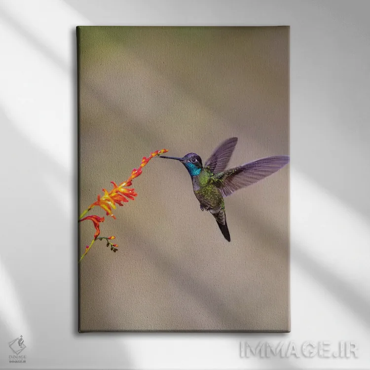 تابلو دکوراتیو Costa Rica. Male talamanca hummingbird feeding.,آمریکای مرکز… اثر جینز گالری - نمای روبهرو روی دیوار
