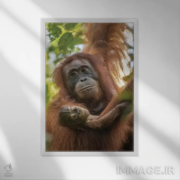 تابلو دکوراتیو Borneo, Kalimantan. Female orangutan with baby at Tanjung Pu… اثر جینز گالری - نمای قابدار سفید