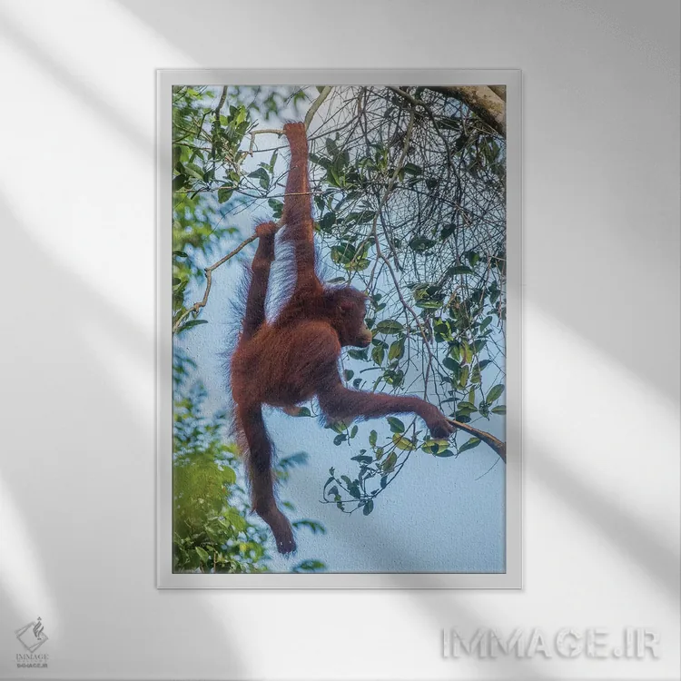 تابلو دکوراتیو Borneo, Kalimantan. Female orangutan at Tanjung Puting Natio… اثر جینز گالری - نمای قابدار سفید