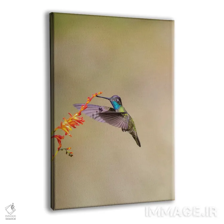 تابلو دکوراتیو Costa Rica. Male talamanca hummingbird feeding.,آمریکای مرکز… اثر جینز گالری - نمای پرسپکتیو محصول