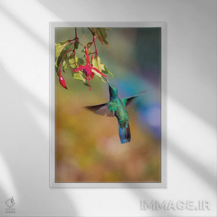 تابلو دکوراتیو Costa Rica. Male lesser violetear hummingbird feeding.,آمریک… اثر جینز گالری - نمای قابدار سفید