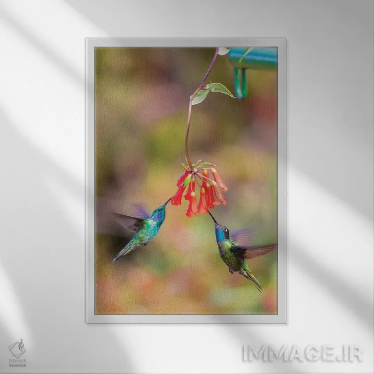 تابلو دکوراتیو Costa Rica. Male hummingbirds feeding.,آمریکای مرکزی، کاستار… اثر جینز گالری - نمای قابدار سفید
