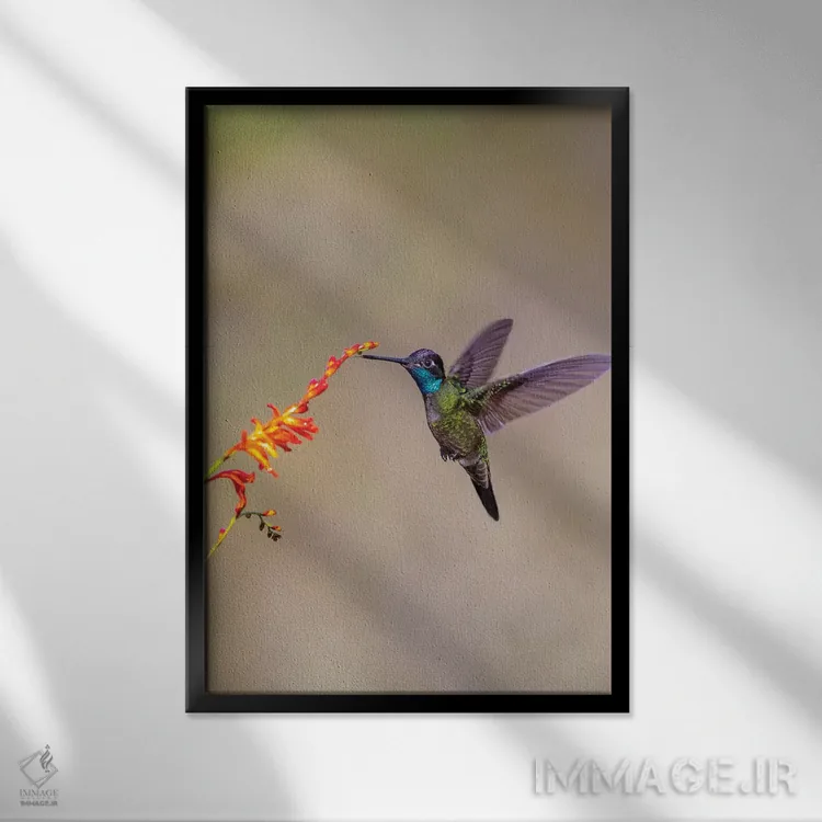 تابلو دکوراتیو Costa Rica. Male talamanca hummingbird feeding.,آمریکای مرکز… اثر جینز گالری - نمای قابدار مشکی