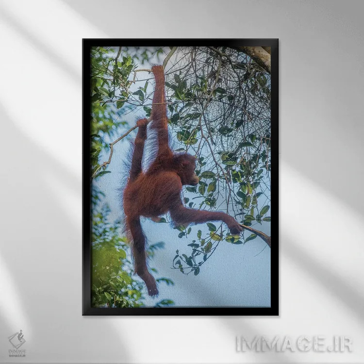 تابلو دکوراتیو Borneo, Kalimantan. Female orangutan at Tanjung Puting Natio… اثر جینز گالری - نمای قابدار مشکی