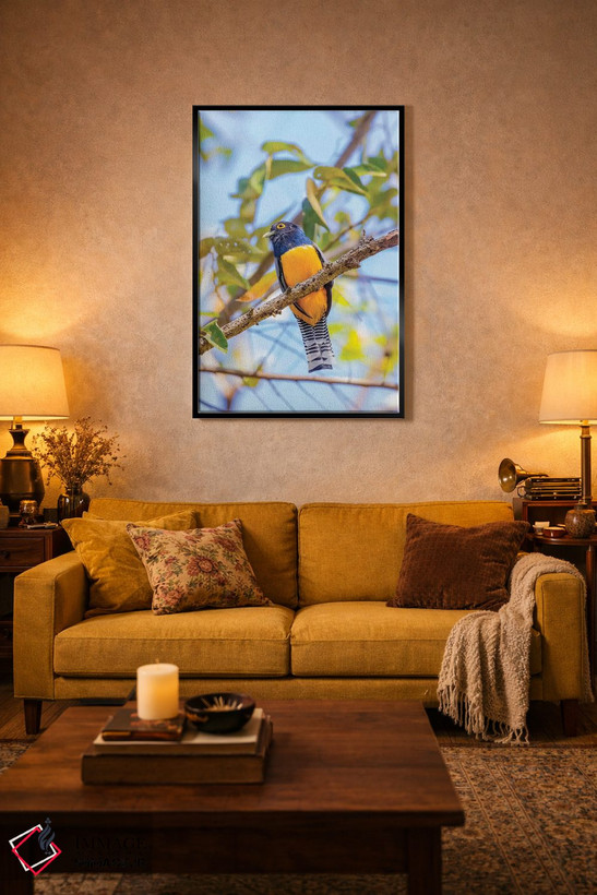 تابلو دکوراتیو Costa Rica. Male gartered trogon.,آمریکای مرکزی، کاستاریکا.… اثر جینز گالری - D5B