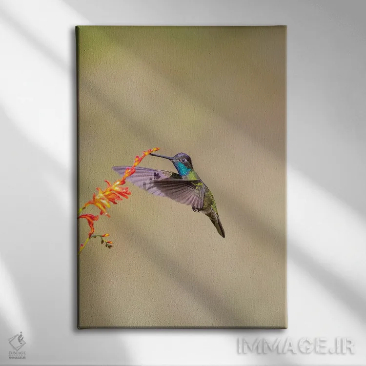 تابلو دکوراتیو Costa Rica. Male talamanca hummingbird feeding.,آمریکای مرکز… اثر جینز گالری - نمای روبهرو روی دیوار