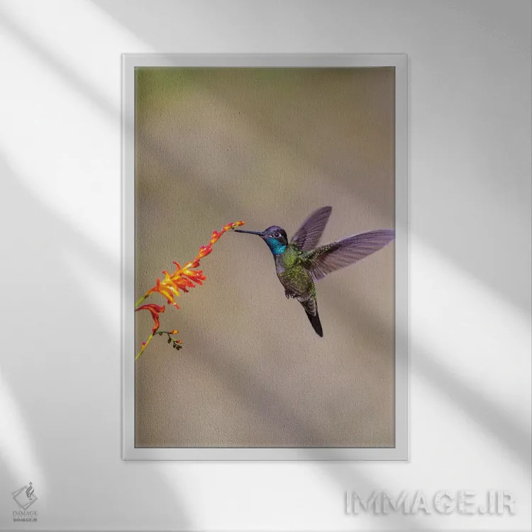 تابلو دکوراتیو Costa Rica. Male talamanca hummingbird feeding.,آمریکای مرکز… اثر جینز گالری - نمای قابدار سفید
