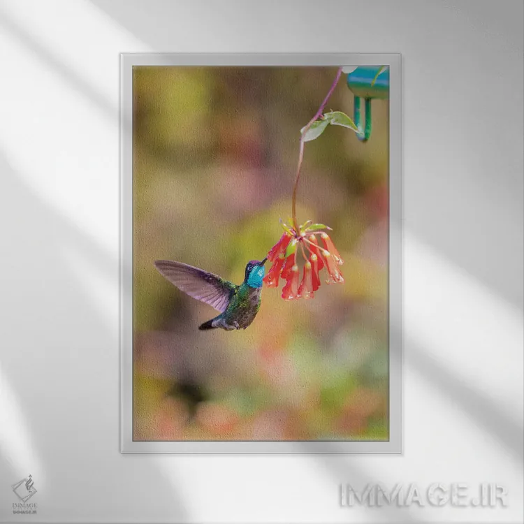 تابلو دکوراتیو Costa Rica. Male talamanca hummingbird feeding.,آمریکای مرکز… اثر جینز گالری - نمای قابدار سفید