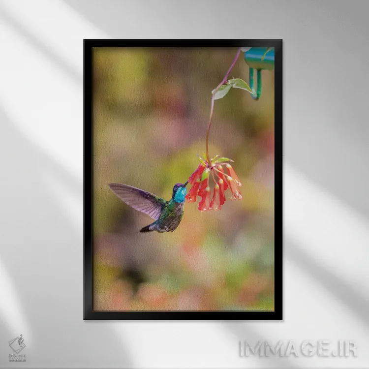 تابلو دکوراتیو Costa Rica. Male talamanca hummingbird feeding.,آمریکای مرکز… اثر جینز گالری - نمای قابدار مشکی
