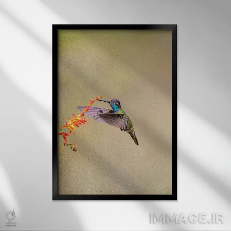 تابلو دکوراتیو Costa Rica. Male talamanca hummingbird feeding.,آمریکای مرکز… اثر جینز گالری - نمای قابدار مشکی