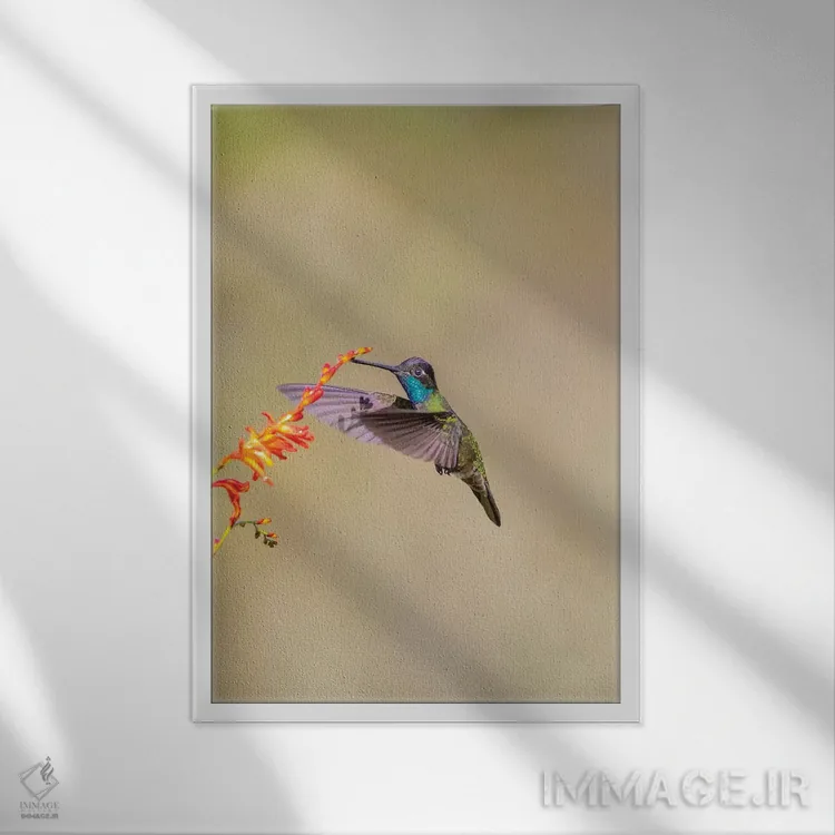 تابلو دکوراتیو Costa Rica. Male talamanca hummingbird feeding.,آمریکای مرکز… اثر جینز گالری - نمای قابدار سفید