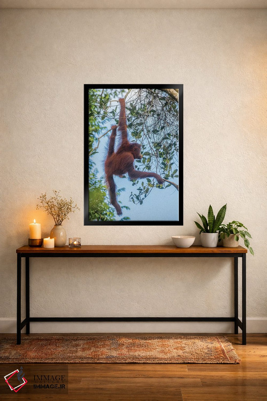 تابلو دکوراتیو Borneo, Kalimantan. Female orangutan at Tanjung Puting Natio… اثر جینز گالری - D5B