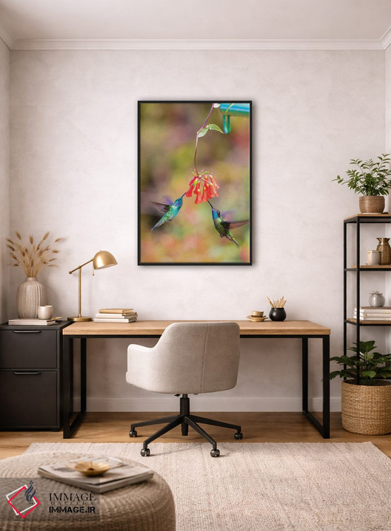 تابلو دکوراتیو Costa Rica. Male hummingbirds feeding.,آمریکای مرکزی، کاستار… اثر جینز گالری - D5B