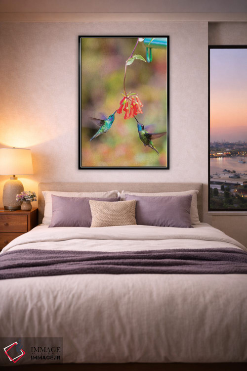 تابلو دکوراتیو Costa Rica. Male hummingbirds feeding.,آمریکای مرکزی، کاستار… اثر جینز گالری - D6B