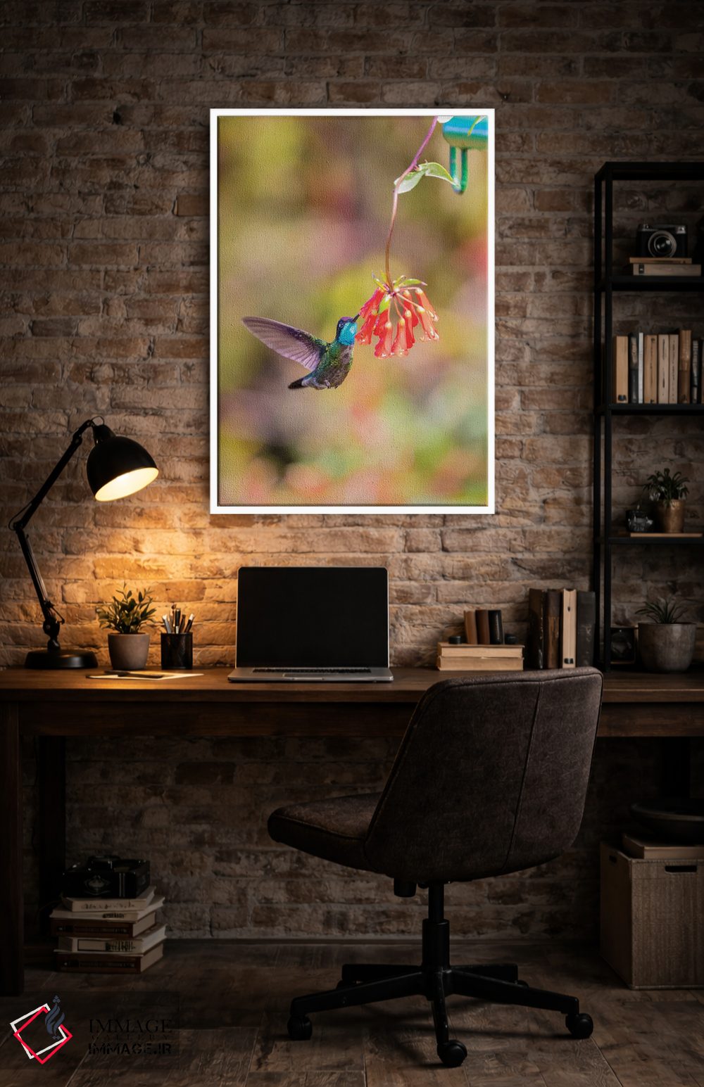 تابلو دکوراتیو Costa Rica. Male talamanca hummingbird feeding.,آمریکای مرکز… اثر جینز گالری - D3W