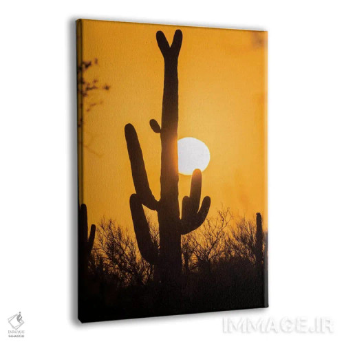 تابلو دکوراتیو Arizona, Saguaro National Park. Saguaro cactus at sunset.,آم… اثر جینز گالری - نمای پرسپکتیو محصول